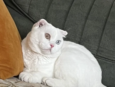 Scottish Fold 2 Yaşında Eş Arıyor - 118974673