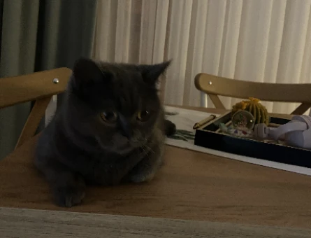 British Shorthair Dişi Kedime Eş Arıyorum - 118974674