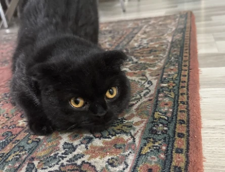 Scottish Fold Kızım Eş Arıyor 11 Aylık - 118974678