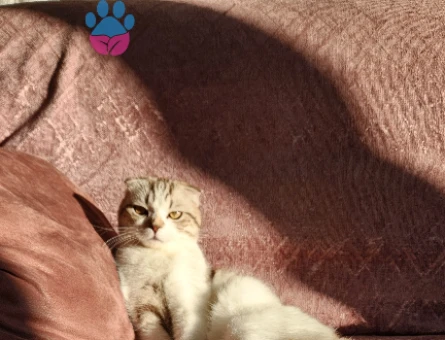 Scottish fold 10 Aylık Eş Arıyor Kızgınlıkta - 118974680
