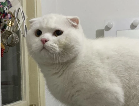 Scottish Fold Kedim Eş Arıyor 1 Yaşında - 118974681