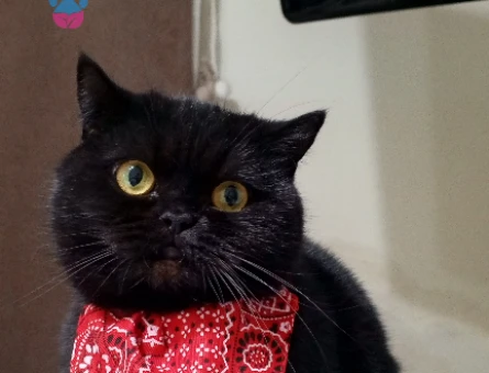 British Shorthair Güzel Kızıma Damat Arıyorum - 118974685