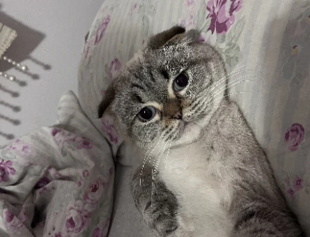 Scottish Fold 1 Yaşında Eş Arıyor Kızgınlıkta - 118974689