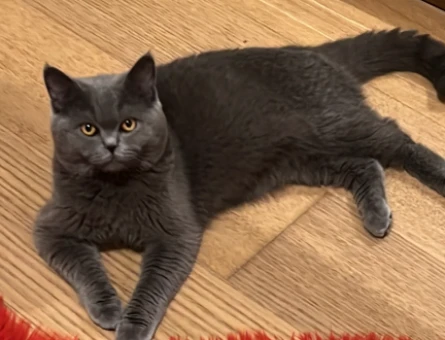 British Shorthair Kedime Dişi eş arıyoruz - 118974703