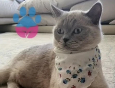 British SHorthair 1,5 Yaşında Kedim Eş Arıyor - 118974707