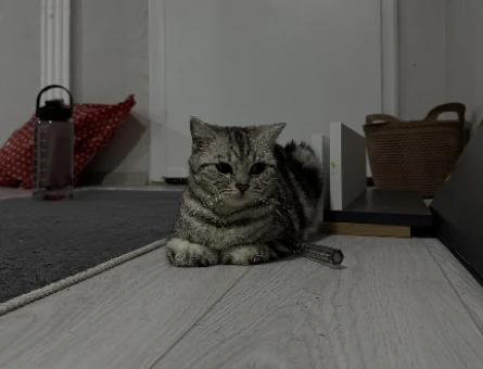 British Shorthair 1 Yaşında Eş Arıyorum - 118974708