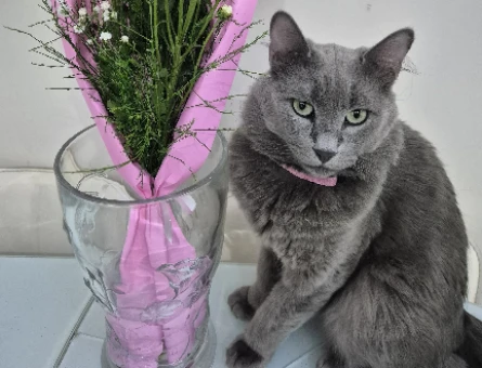 Russian Blue Kızıma Eş Arıyorum - 118974712