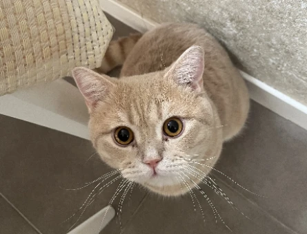British Shorthair 3 Yaşında Erkek Kedim Eş Arıyor - 118974715