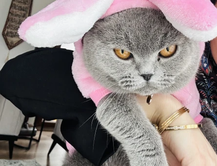British Shorthair Kedime Eş aranıyor - 118974716