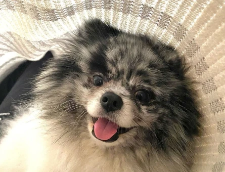 Erkek 3 Yaşında Gri Beyaz Merle Pomeranian - 118974717
