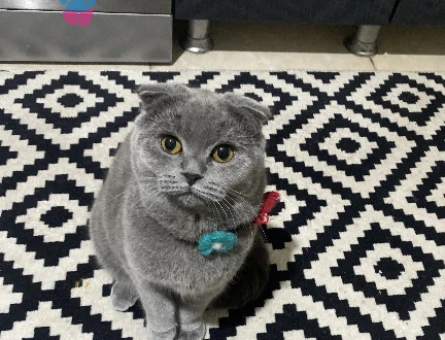 Scottish Fold Kızımıza Eş Arıyoruz - 118974718