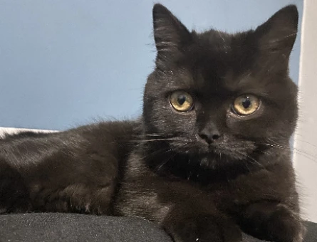 British Shorthair 1 Yaşında Damat Arıyoruz - 118974734