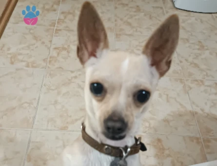 Chihuahua 3 Yaşında Eş Arıyor - 118974738