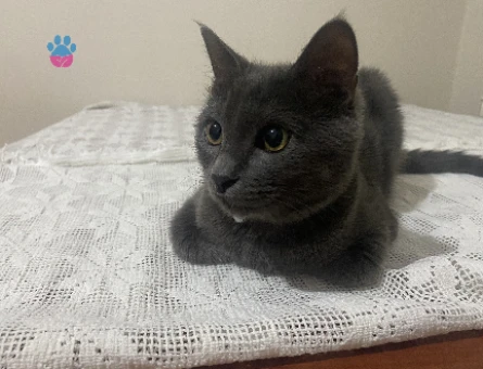 Dişi scotish short hair kedimize erkek arıyoruz - 118974742