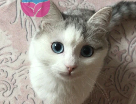 British Shorthair 7 Aylık Kızım Eş Arıyor - 118974746