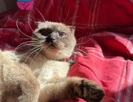 Scottish Fold 1 Yaşında Kedim Eş Arıyor - 118974747