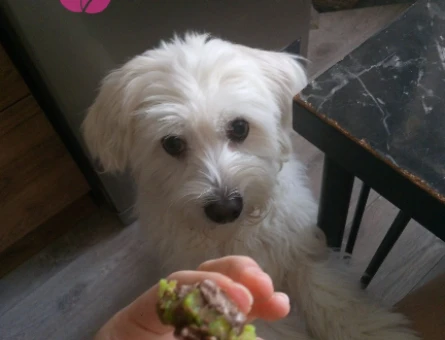 Maltese Terrier Yakışıklı Oğluma Eş Arıyorum - 118974748