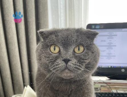 British Shorthair Kedime Dişi British Arıyoruz - 118974750