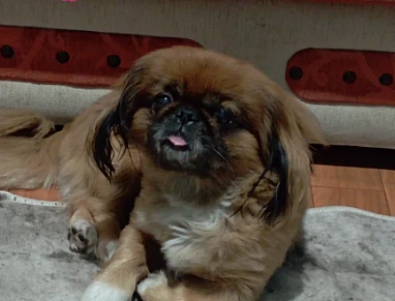 Pekines cinsi Ogluma es arıyorum - 118974758