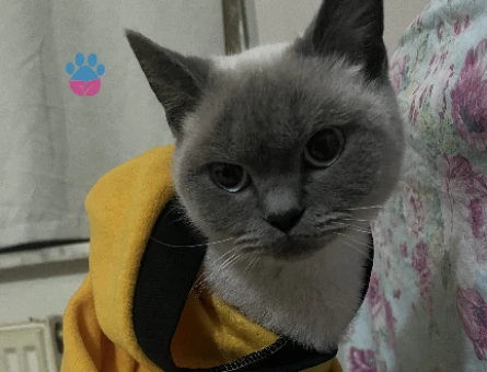 British Shorthair 1 Yaşında Kızıma Acil Eş Arıyorum - 118974788
