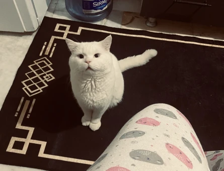 British Shorthair Güzel Oğlum Eş Arıyor - 118974792