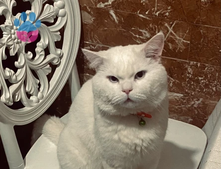 British Shorthair Güzel Oğlum Eş Arıyor - 118974792