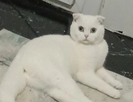 Scottish Fold Kedime Eş Arıyorum 10 Aylık - 118974793