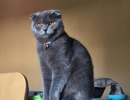 Scottish Fold 1 Yaşında Dişi Arıyorum - 118974794