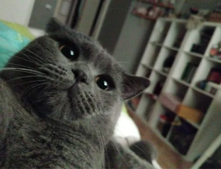 British Shorthair 1 Yaşında Eş Arıyor - 118974818