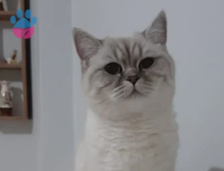 British Shorthair Kedime Erkek Arıyorum - 118974820