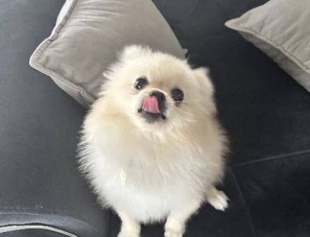 Pomeranian kızıma eş arıyorum - 118974829