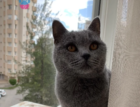 British Shorthair Dişi Kedime Eş Arıyorum - 118974837