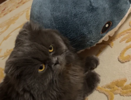 Scottish Longhair 1,5 Yaşında Bal Eş Arıyor - 118974841