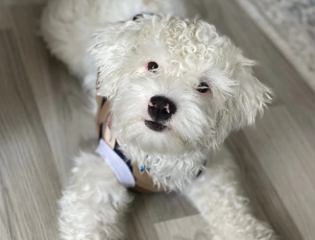 Maltese Terrier Oğluma Gelin Arıyorum - 118974843