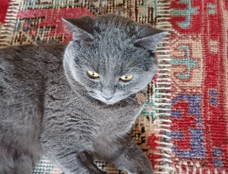 British Shorthair 1 Yaşında Kızgınlıkta - 118974864