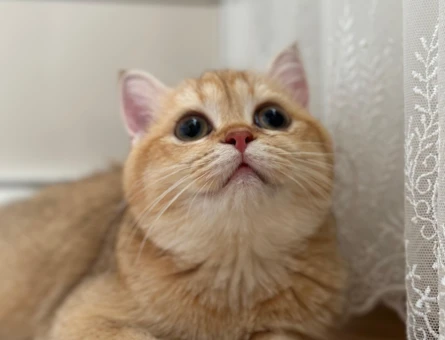 British Shorthair Kızıma eş arıyorum - 118974865