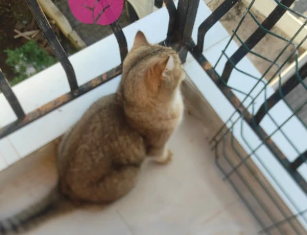 British Shorthair 1 Yaşında Eş Arıyor - 118974873