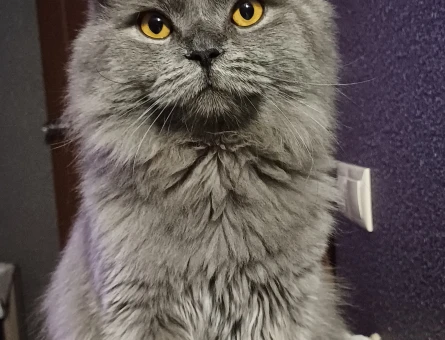 British Longhair Kedime Dişi Eş Arıyorum - 118974886