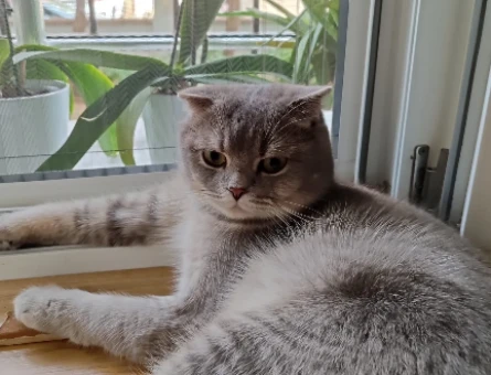 British Shorthair 2 Yaşında Kedim Eş Arıyor - 118974893