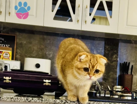 Scottish Fold Kedime British Golden Arıyorum - 118974954