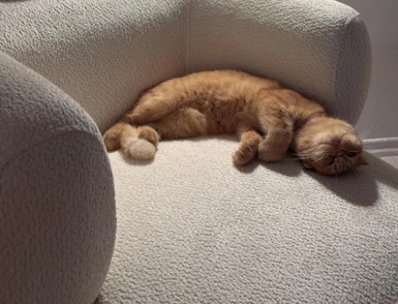 Scottish Fold D23 Dişi Kedimizi Çiftleştirmek İstiyoruz - 118974967