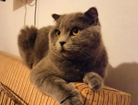 Scottish Fold 1 Yaşında Dişi Kedim Eş Arıyor - 118974980