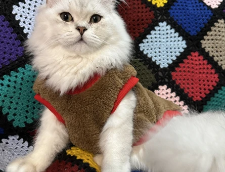 9 aylık erkek british longhair - 118974985