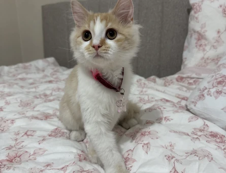 British Longhair Kırma Erkek 1 Yaşında Eş Arıyor - 118974989