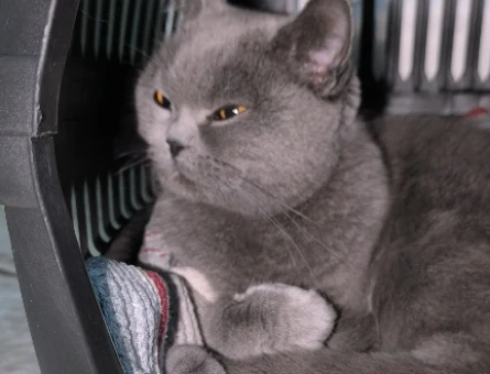 British Shorthair Kedim Kızgınlıkta - 118974998