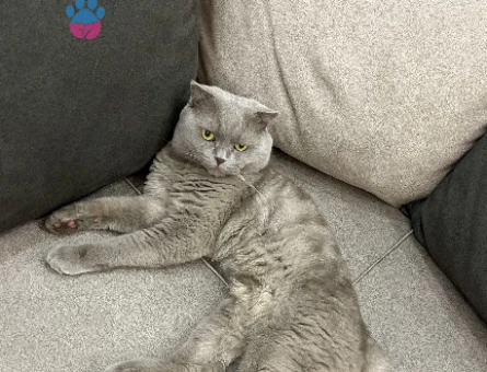 Scottish Fold 1 Yaşında Eş Arıyor - 118975000