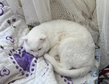 Scottish fold erkek kedime eş arıyorum - 118975002