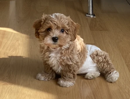 Maltipoo Köpeğime Eş Arıyorum - 118975018