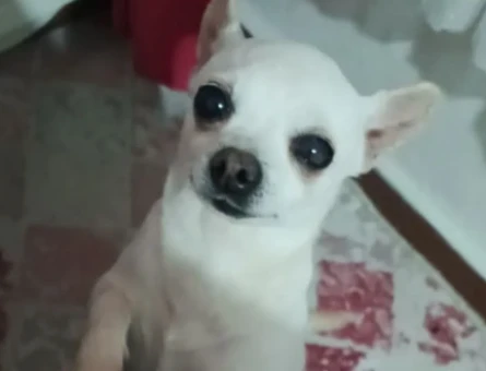Chihuahua 2 Yaşında Köpeğim Eş Arıyor - 118975021