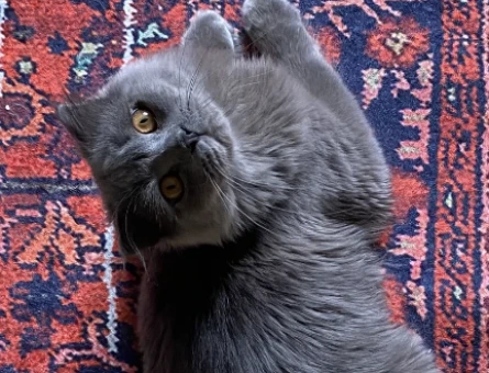Scottish Fold Kedime eş arıyorum - 118975036